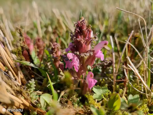 Moeraskartelblad, Meddo's veen.